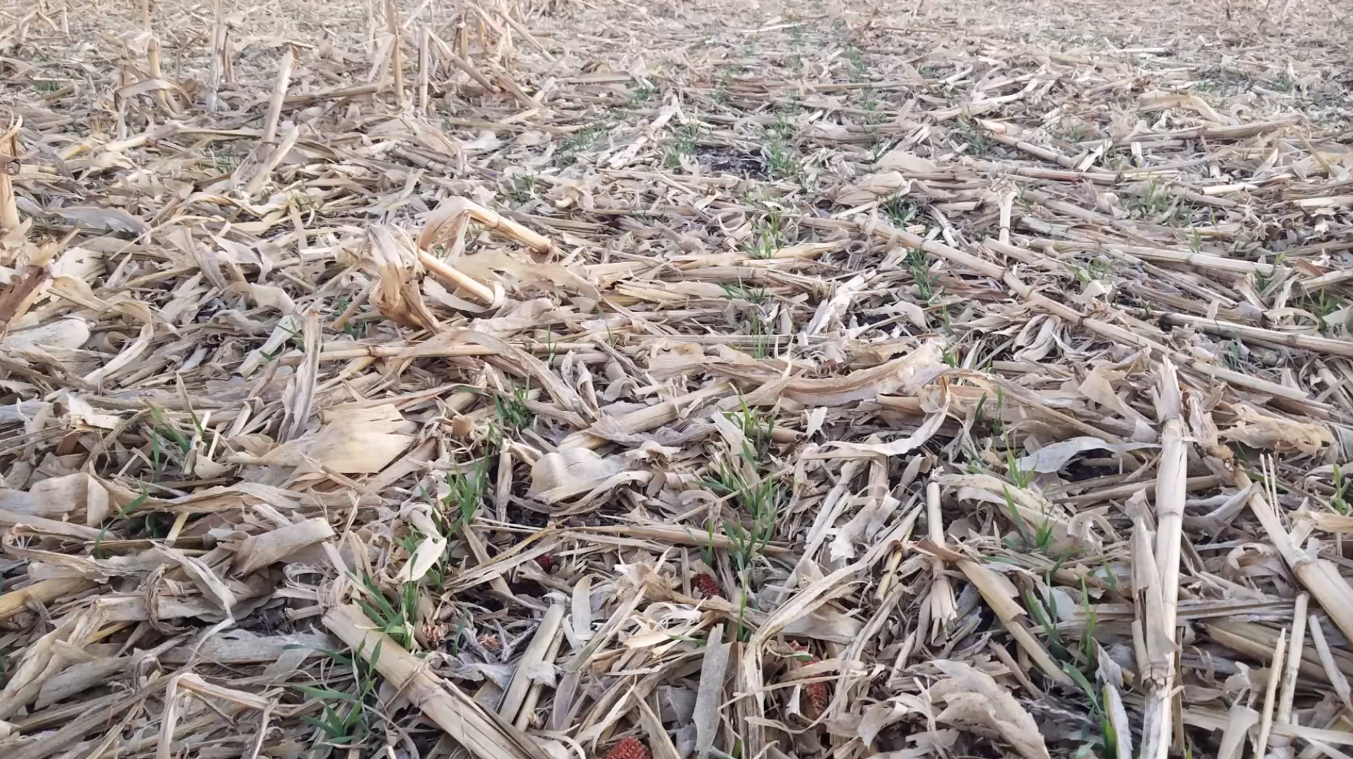 Cereal rye seeded into corn stalks