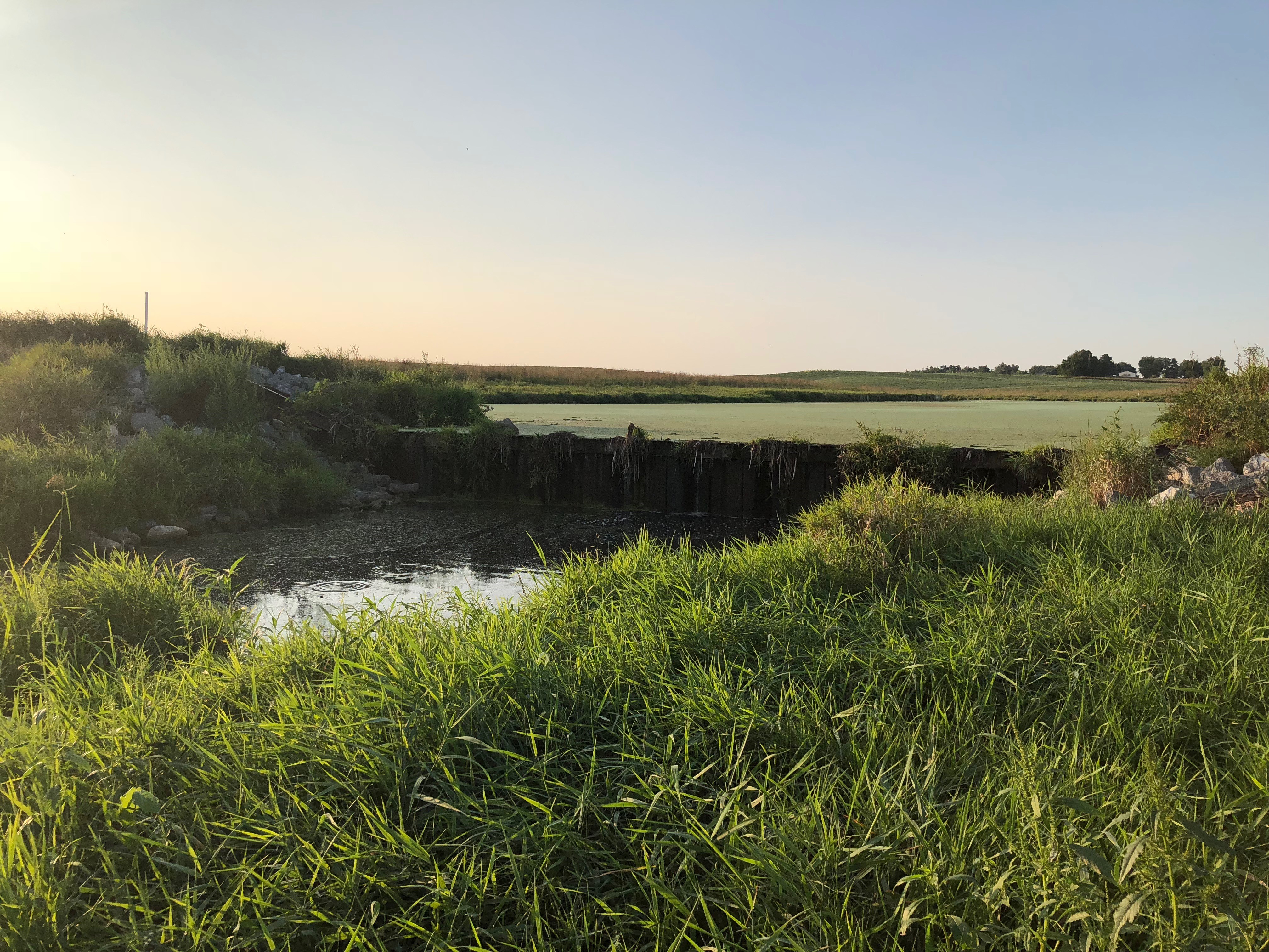 A wetland at sunset