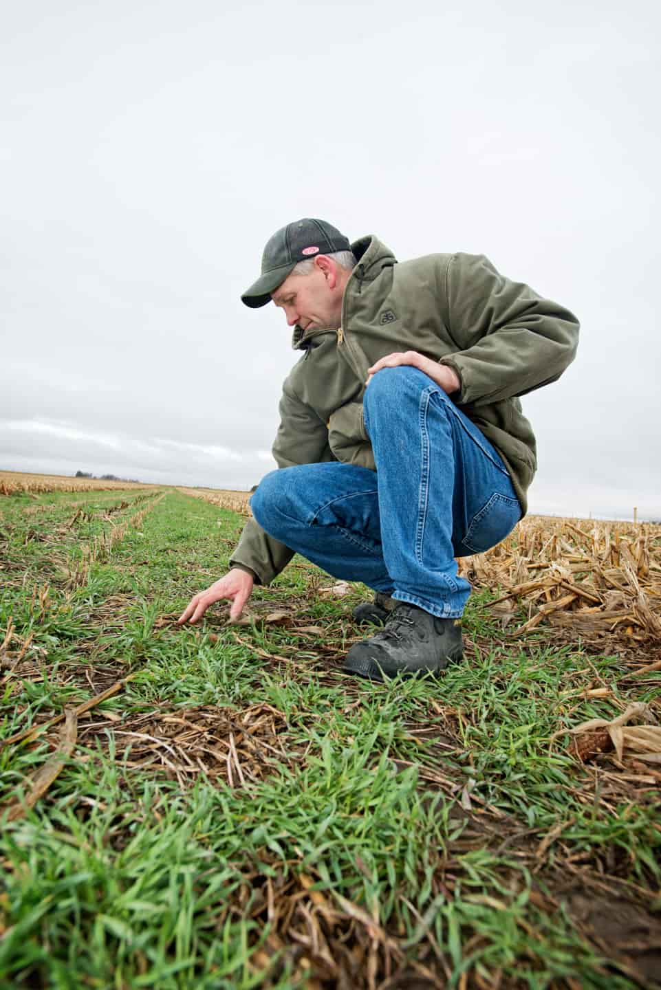 Farmer near Nora Springs Dean Sponheim crouched down touching cover crop, strip-tilled field