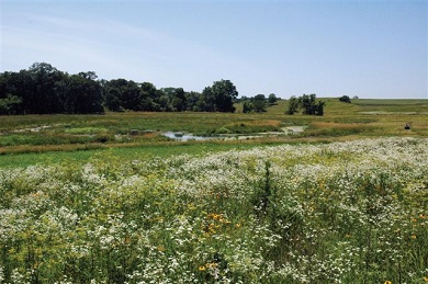 Blue sky with field of native flowers