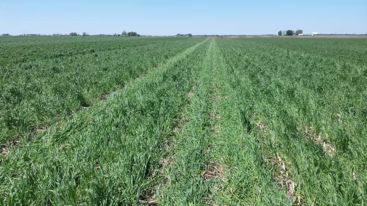 'Planting Green' - Soybeans into 12-inch cereal rye