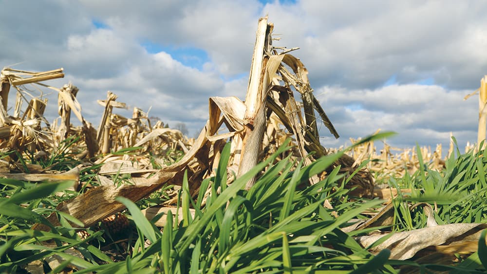 Image of cover crops by Joe Murphy of Iowa Soybean Association