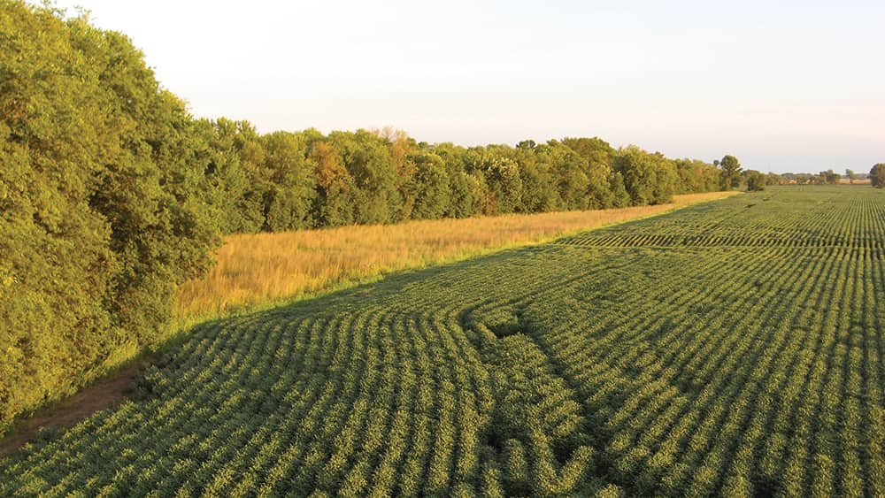 Field of row crops