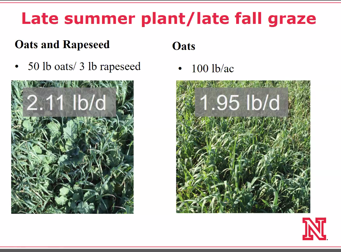 Better gain from late summer plant to late fall graze.