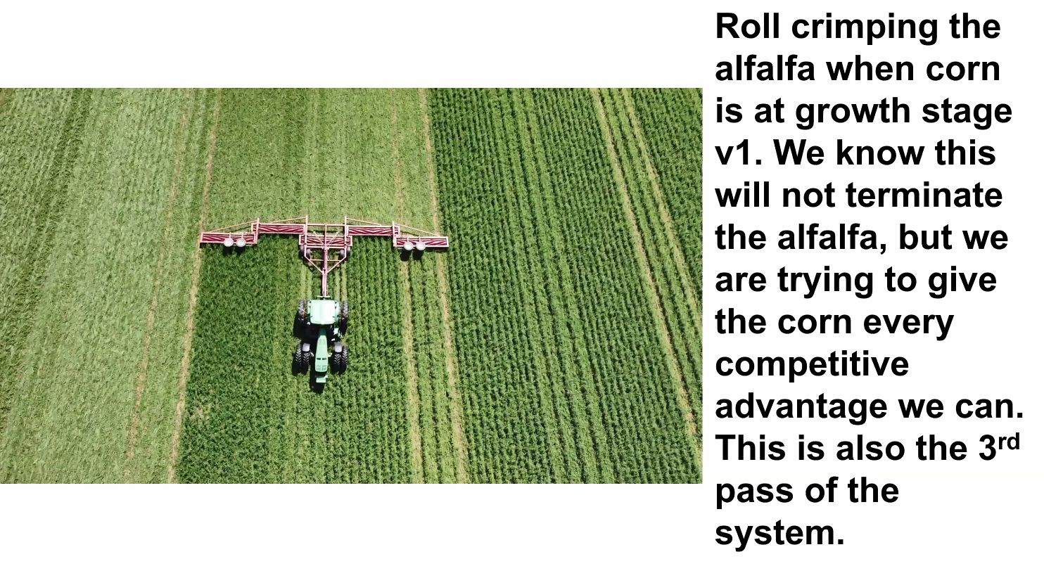 Roll crimping alfalfa when corn at V1.