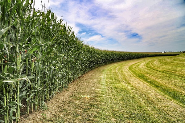 Corn field to the left, blue sky above