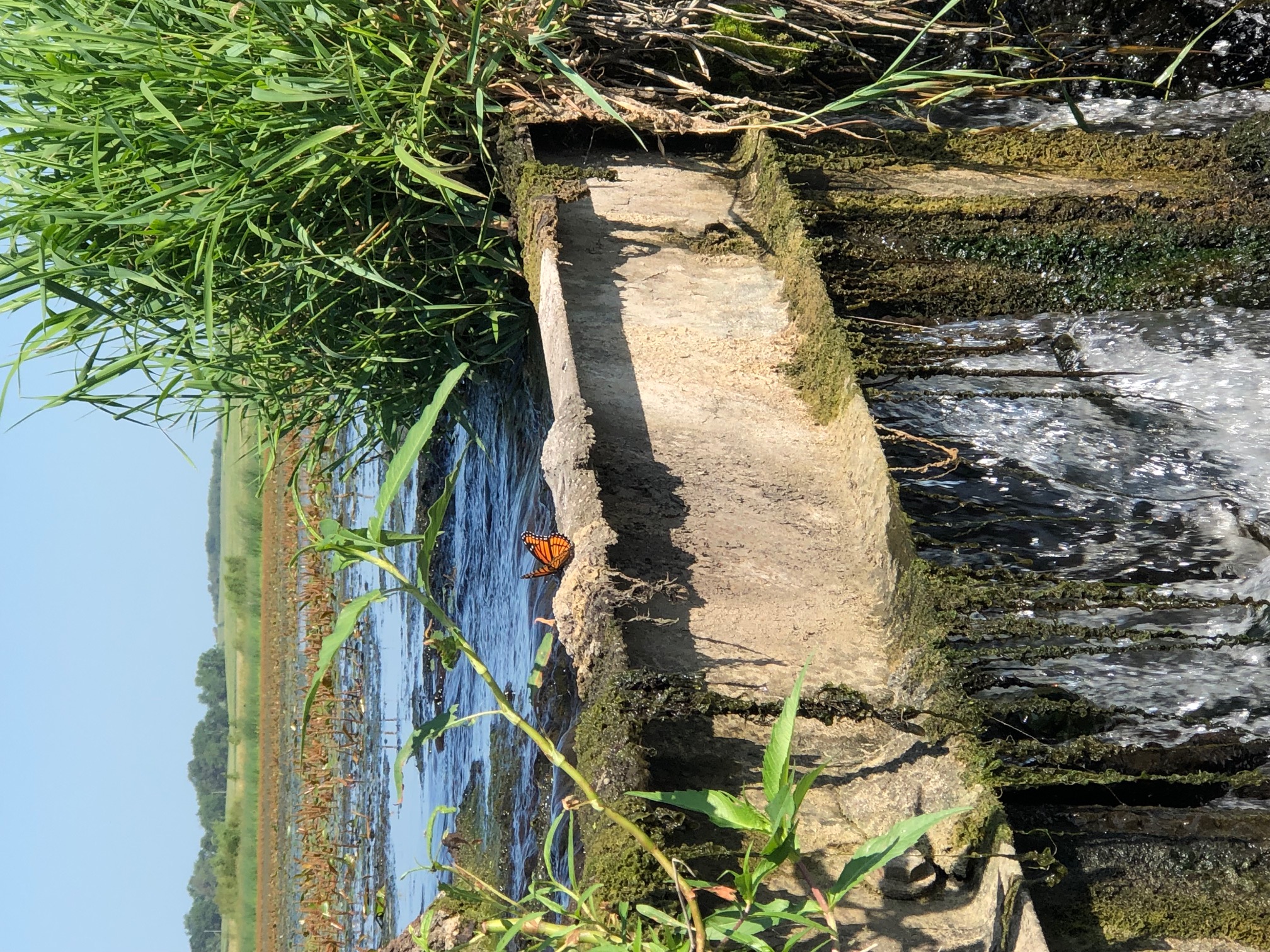 A butterfly sits on the edge of a restored wetland on a sunny summerday